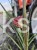 Miskant chiński BOUCLE- Miscanthus sinensis C5l