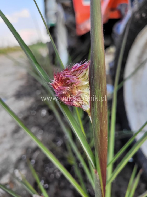 Miskant chiński BOUCLE- Miscanthus sinensis C5l