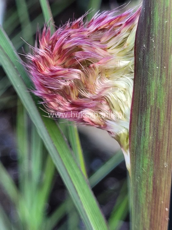 Miskant chiński BOUCLE- Miscanthus sinensis C5l