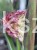 Miskant chiński BOUCLE- Miscanthus sinensis C5l