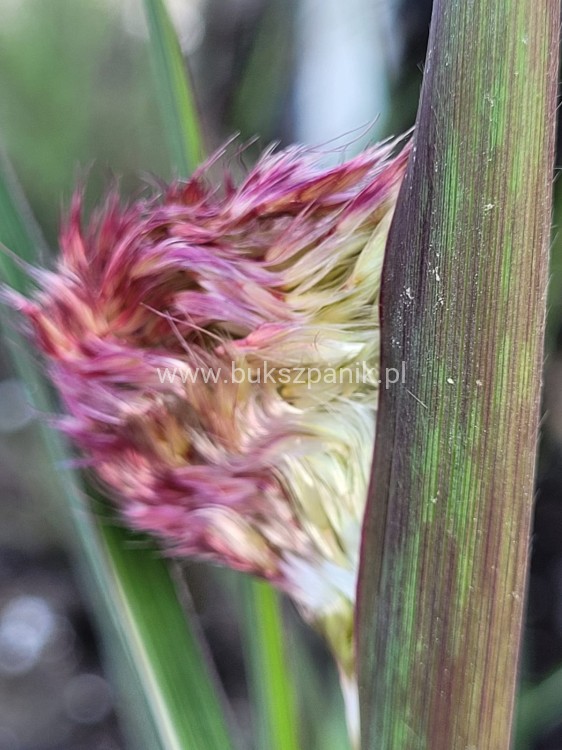 Miskant chiński BOUCLE- Miscanthus sinensis C5l