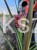 Miskant chiński BOUCLE- Miscanthus sinensis C5l