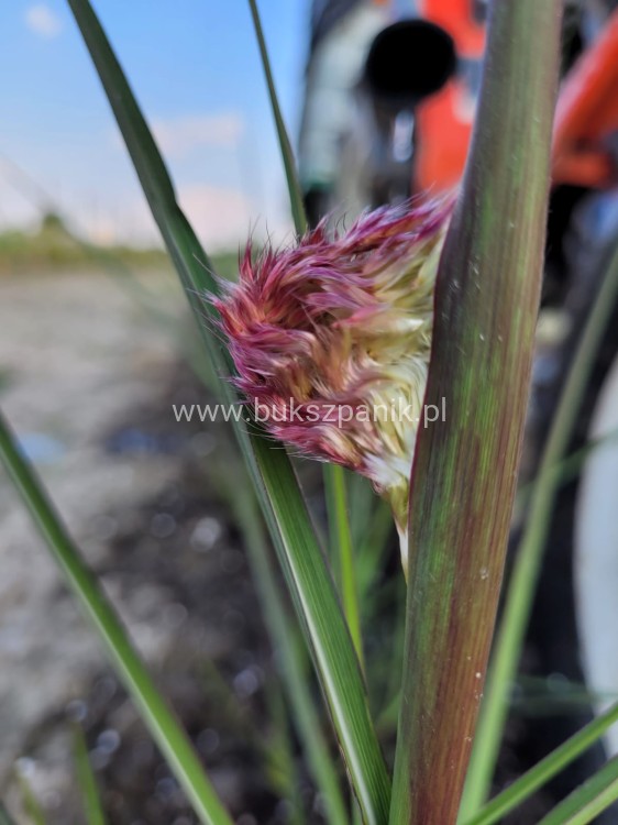 Miskant chiński BOUCLE- Miscanthus sinensis C5l