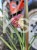 Miskant chiński BOUCLE- Miscanthus sinensis C5l