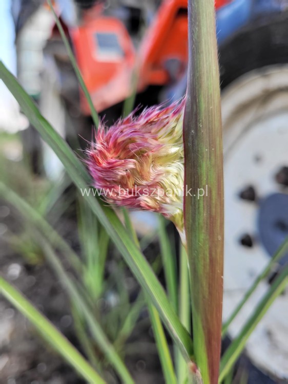 Miskant chiński BOUCLE- Miscanthus sinensis C5l