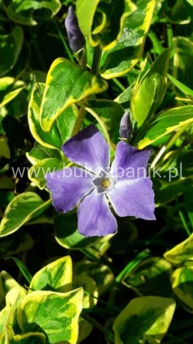 Barwinek większy VARIEGATA- Vinca major variegata