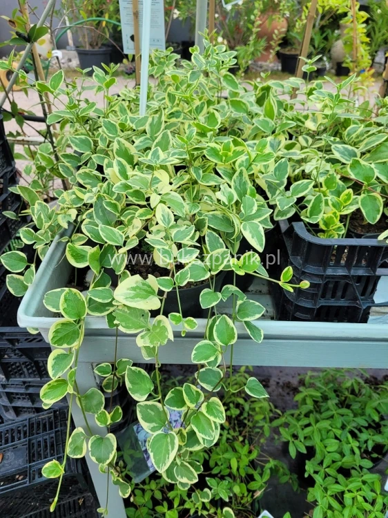 Barwinek większy VARIEGATA- Vinca major variegata