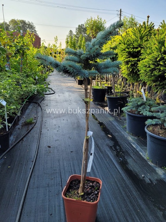 Świerk kłujący Białobok- Picea pungens