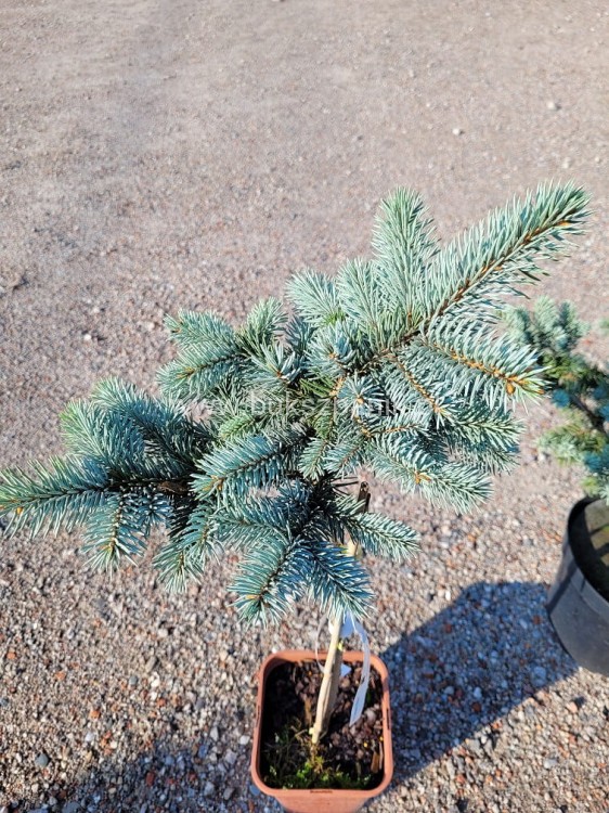 Świerk kłujący Białobok- Picea pungens