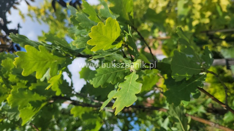 Dąb szypułkowy 'Fastigiate Koster' wys.320cm ob: 6-8cm