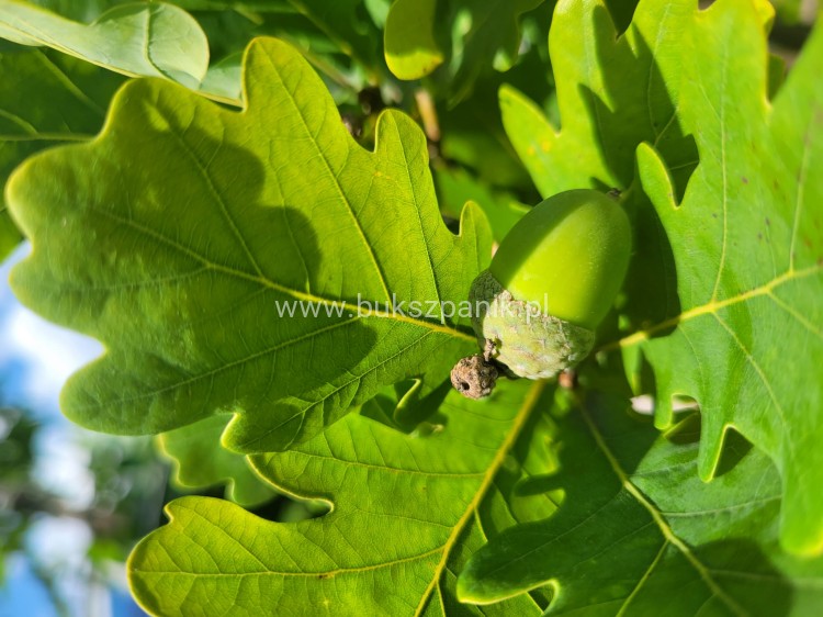 Dąb szypułkowy 'Fastigiate Koster' wys.320cm ob: 6-8cm