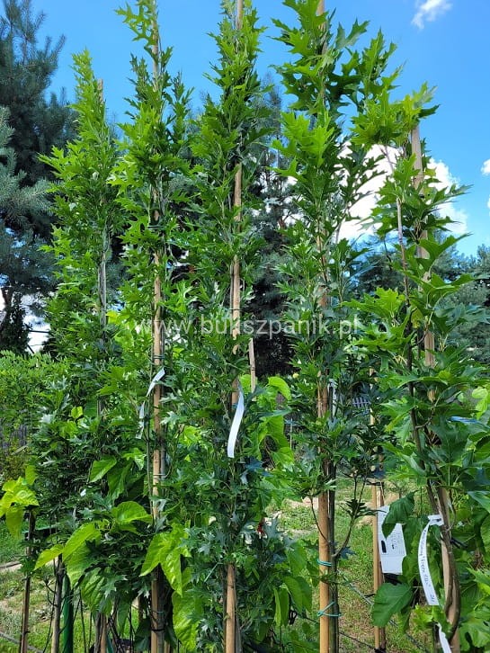 Dąb błotny GREEN PILLAR - Quercus Palustris- Pingreen wys. 200cm