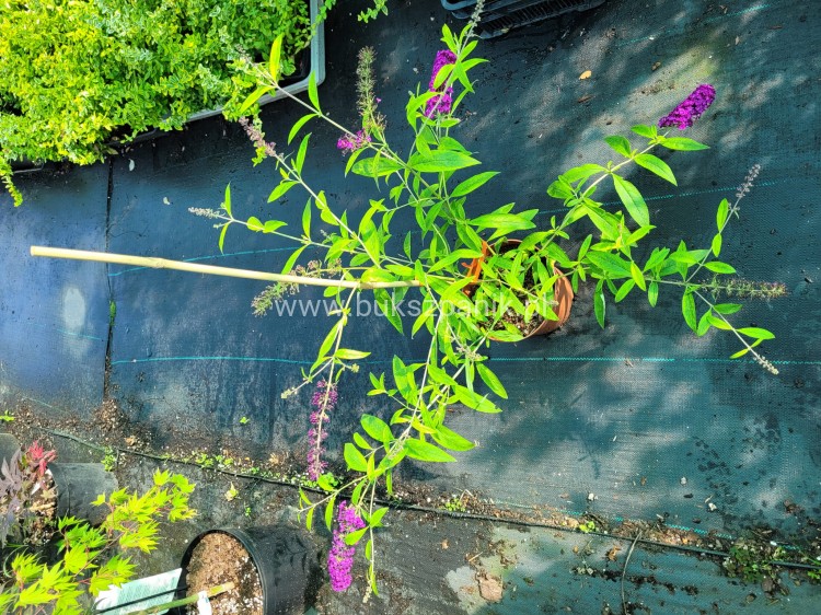 Budleja davidii SANTANA Buddleja davidii