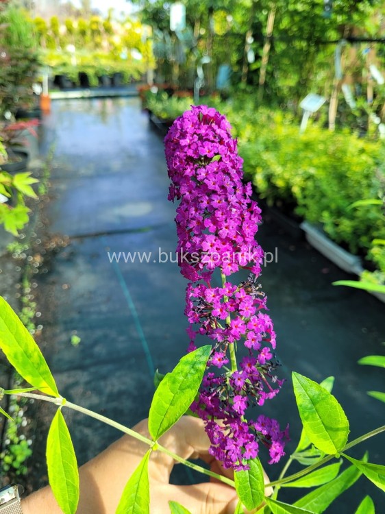 Budleja davidii SANTANA Buddleja davidii