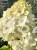 Hortensja bukietowa 'POLAR BEAR' - Hydrangea paniculata C5