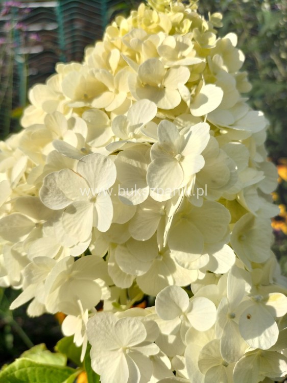 Hortensja bukietowa 'POLAR BEAR' - Hydrangea paniculata C5