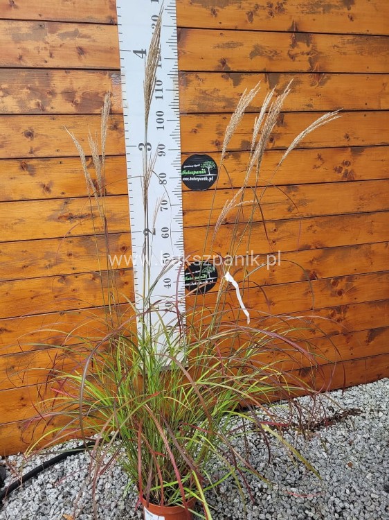 Miskant Chiński SENORITA - C5l- Miscanthus sinensis