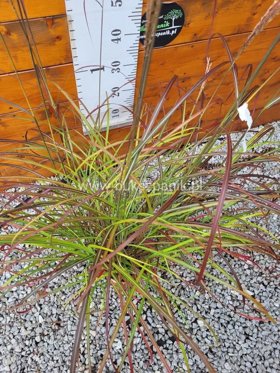 Miskant Chiński SENORITA - C5l- Miscanthus sinensis