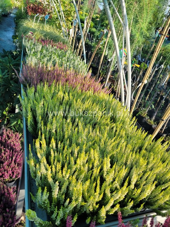 20220827_080550.jpg