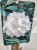 Różanecznik SCHNEEKRONE Rhododendron PA80cm
