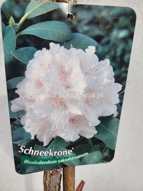 Różanecznik SCHNEEKRONE Rhododendron PA80cm