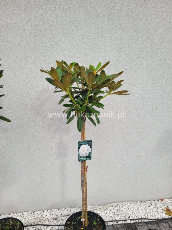 Różanecznik SCHNEEKRONE Rhododendron PA80cm