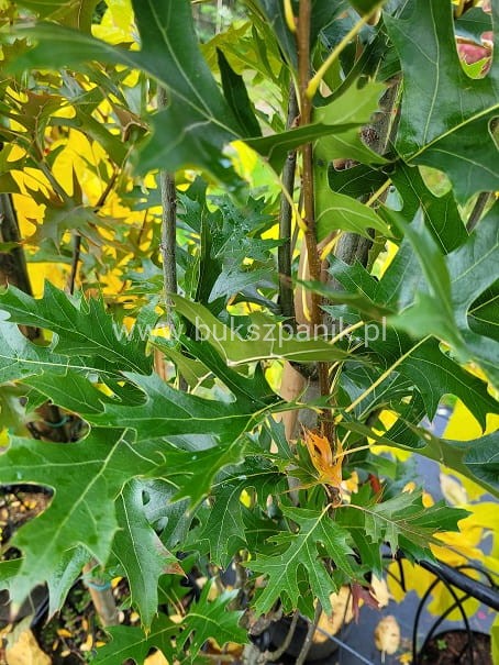 Dąb błotny GREEN PILLAR- Quercus Palustris