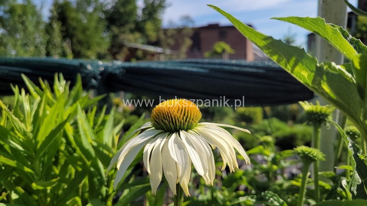 Jeżówka purpurowa WHITE SWAN- Echinacea purpurea