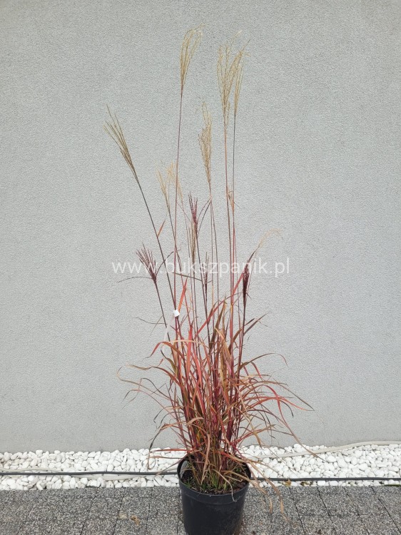 Miskant chiński 'Dronning Ingrid' Miscanthus sinensis