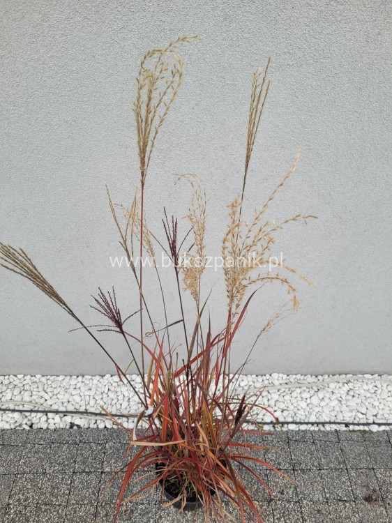 Miskant chiński 'Dronning Ingrid' Miscanthus sinensis