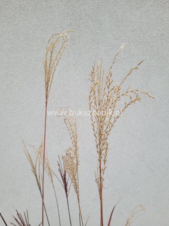 Miskant chiński 'Dronning Ingrid' Miscanthus sinensis