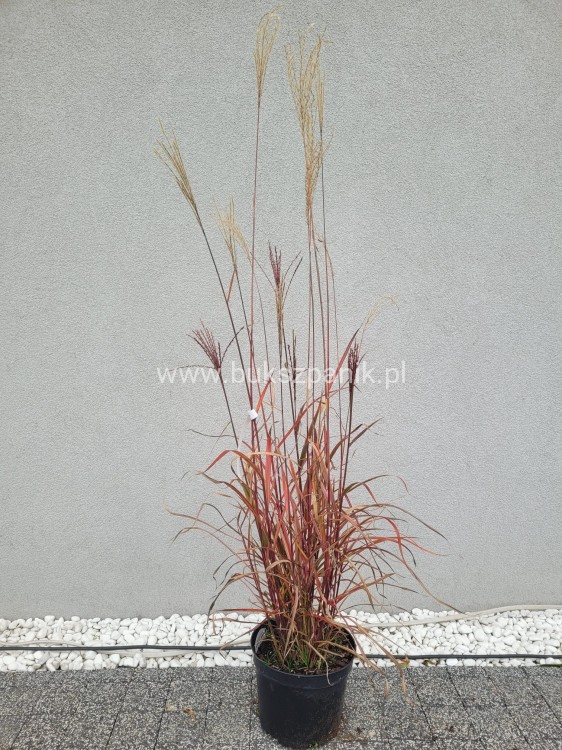 Miskant chiński 'Dronning Ingrid' Miscanthus sinensis