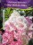 Hortensja bukietowa Renhy "VANILLE FRAISE" Hydrangea paniculata
