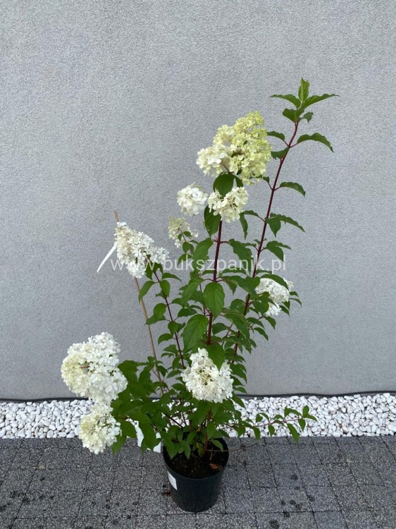 Hortensja bukietowa Renhy "VANILLE FRAISE" Hydrangea paniculata