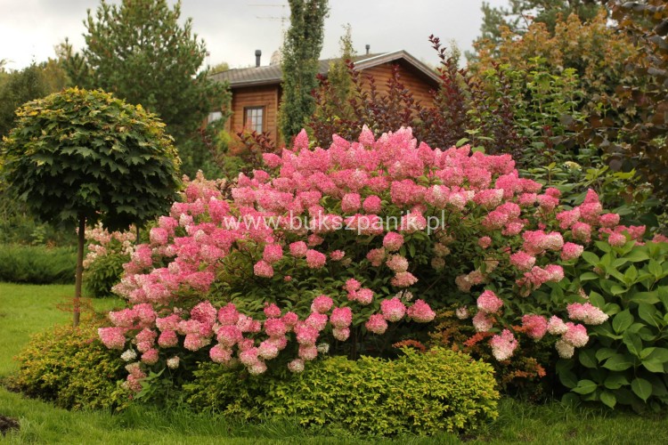Hortensja bukietowa Renhy "VANILLE FRAISE" Hydrangea paniculata