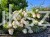 Hortensja bukietowa Renhy "VANILLE FRAISE" Hydrangea paniculata