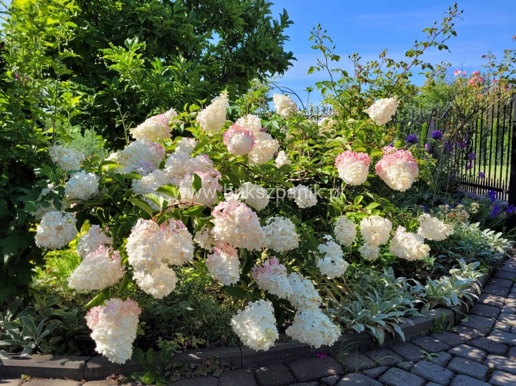 Hortensja bukietowa Renhy "VANILLE FRAISE" Hydrangea paniculata