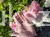 Hortensja bukietowa Renhy "VANILLE FRAISE" Hydrangea paniculata