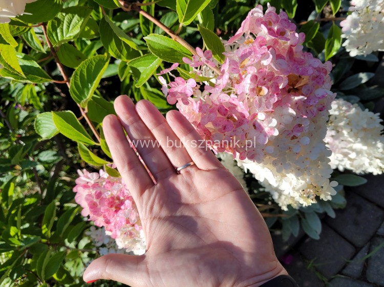Hortensja bukietowa Renhy "VANILLE FRAISE" Hydrangea paniculata