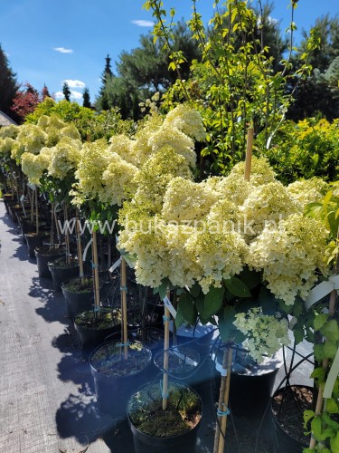 Hortensja bukietowa BOBO na PNIU PA 60cm - Hydrangea paniculata