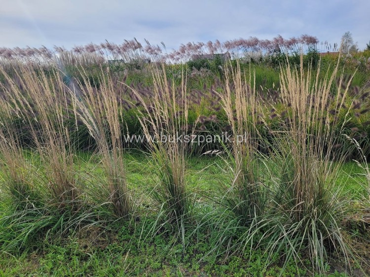 Trzcinnik ostrokwiatowy 'Avalanche'- Calamagrostis ×acutiflora