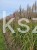 Miskant chiński - Rotfuchs - Miscanthus sinensis c5l