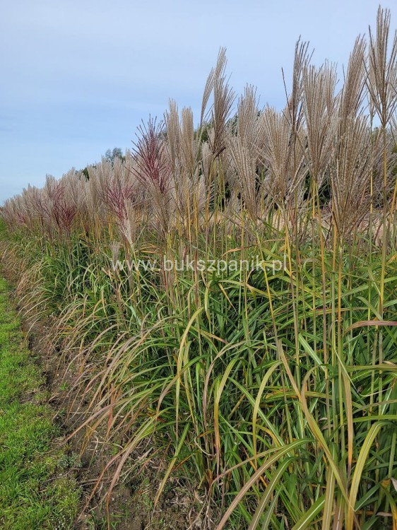 Miskant chiński - Rotfuchs - Miscanthus sinensis c5l