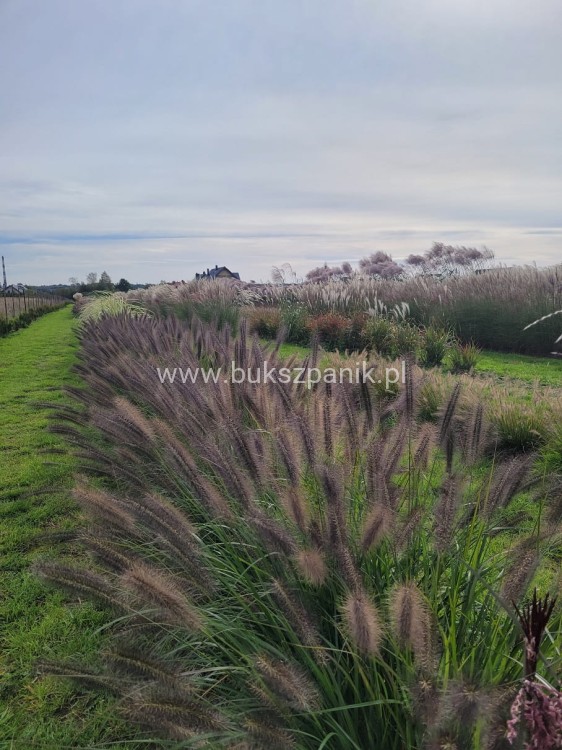 Redhead.jpg