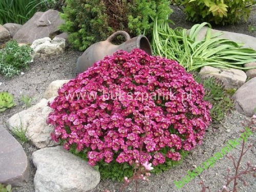 Skalnica aarnedsa Flower carpet