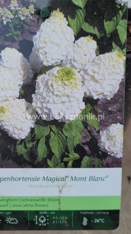 WHortensja bukietowa 'Magical Mont Blanc' Hydrangea paniculata C5l