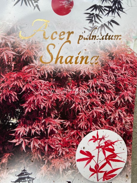 Klon Palmowy Shaina- Acer palmatum PA70-90cm, / 40-60 C5
