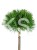 Sosna gęstokwiatowa KIM - Pinus densiflora PA75-90cm