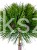 Sosna gęstokwiatowa KIM - Pinus densiflora PA75-90cm