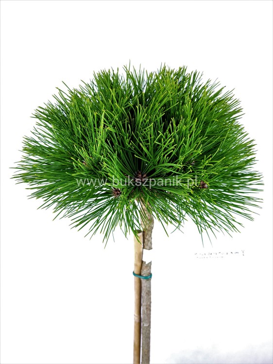 Sosna gęstokwiatowa KIM - Pinus densiflora PA75-90cm